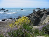 Lupines at Shell Beach, Sonoma Coast