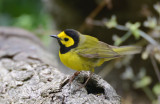 Hooded Warbler  0413-5j  Galveston, TX