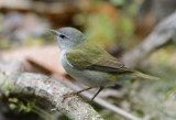 Tennessee Warbler  0413-6j  Galveston, TX