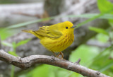 Yellow Warbler 0413-2j  Galveston, TX