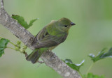 Painted Bunting  0413-9j  Mustang Island, TX