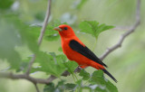 Scarlet Tanager  0413-2j  High Island, TX