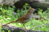 Brown Thrasher  0413-1j  Mustang Island, TX