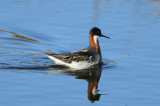 Red-necked Phalarope  0613-1j  Council Road, Seward Peninsula, AK