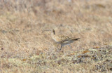 Bristle-thighed Curlew  0613-1j  Kougarok Road, Seward Peninsula, AK