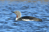 Red-throated Loon  0613-2j  Nome, AK