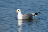 Mew Gull  0613-1j  Nome, AK