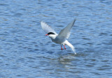 Arctic Tern  0613-3j  Nome, AK