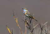 Bluethroat  0613-1j  Kougarok Road, Seward Peninsula, AK