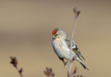 Hoary Redpoll  0613-1j  Kougarok Road, Seward Peninsula, AK