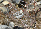 Hoary Redpoll  0613-4j  Council Road, Seward Peninsula, AK