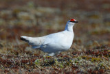 Rock Ptarmigan  0613-3j  Teller Road, Seward Peninsula, AK