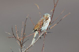Fox Sparrow 0613-1j  Council Road, Seward peninsula, AK