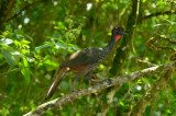 Crested Guan  0614-3j  Arenal