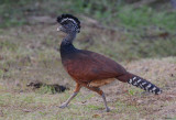 Great Curassow Female  0114-8j Laguna del Lagarto