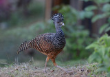 Great Curassow Immature  0114-3j  Laguna del Lagarto