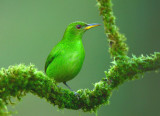 Green Honeycreeper Female  0114-7j  Laguna del Lagarto