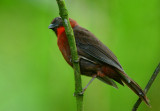Red-throated Ant-Tanager 0614-1j Selva Verde
