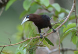 Chestnut Oropendola  0614-1j  Sarapiqui