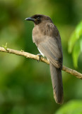 Brown Jay  0114-1j  Arenal