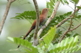 Squirrel Cuckoo  0114-1j  Laguna del Lagarto