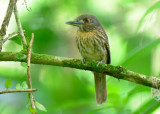 White-whiskered Puffbird Female 0614-4j Sarapiqui