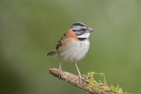 Rufous-collared Sparrow  0114-1j  Sagevre