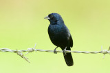 Blue-black Grassquit 0614-1j Sarapiqui