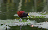 Northern Jacana 0614-3j San Jose