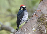 Acorn Woodpecker  0114-1j  Savegre