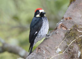 Acorn Woodpecker 0114-1j Savegre