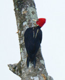Pale-billed Woodpecker  0614-2j  Arenal
