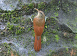 Streak-headed Woodcreeper  0614-1j  Selva Verde