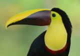 Chestnut-mandibled Toucan 0114-15j Laguna del Lagarto