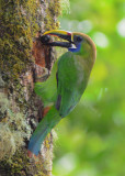 Emerald Toucanet  0614-6j  Savegre