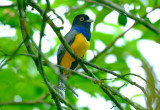 Gartered Trogon  0614-3j  Sarapiqui