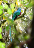 Resplendent Quetzal 0614-3j Canyon Dota