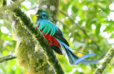 Resplendent Quetzal  0614-5j  Canyon Dota