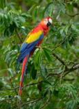 Scarlet Macaw  0114-1j  Sarapiqui