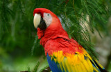 Scarlet Macaw  0114-4j  Sarapiqui