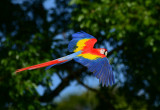 Scarlet Macaw  0114-8j  Sarapiqui