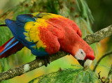 Scarlet Macaw  0614-10j  Sarapiqui