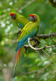 Great Green Macaw 0114-3j Sarapiqui