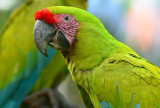 Great Green Macaw  0114-4j  Sarapiqui