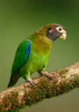 Brown-hooded Parrot  0114-6j  Lagauna dle Lagarto