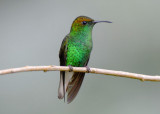 Coppery-headed Emerald 0114-1j Catarata del Toro