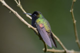 Black-bellied Hummingbird  0114-1j  Catarata del Toro