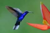 Violet Sabrewing  0114-1j  Catarata del Toro