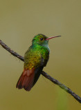 Rufous-tailed Hummingbird  0114-2j  Laguna del Lagarto