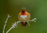 Scintillent Hummingbird  0114-2j  Savegre